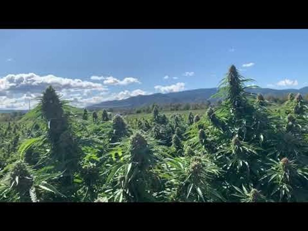 New CBD and Hemp Rules Proposed