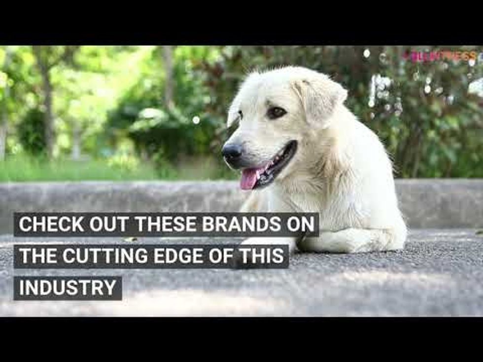 Dogs and CBD
