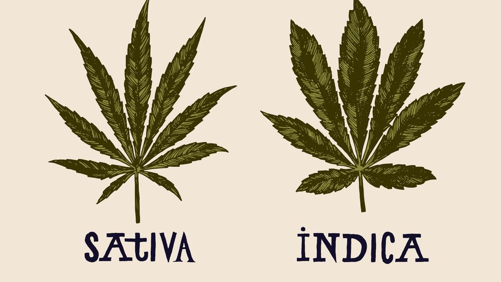 Indica vs. Sativa: Are These Cannabis Labels Outdated? - The Bluntness