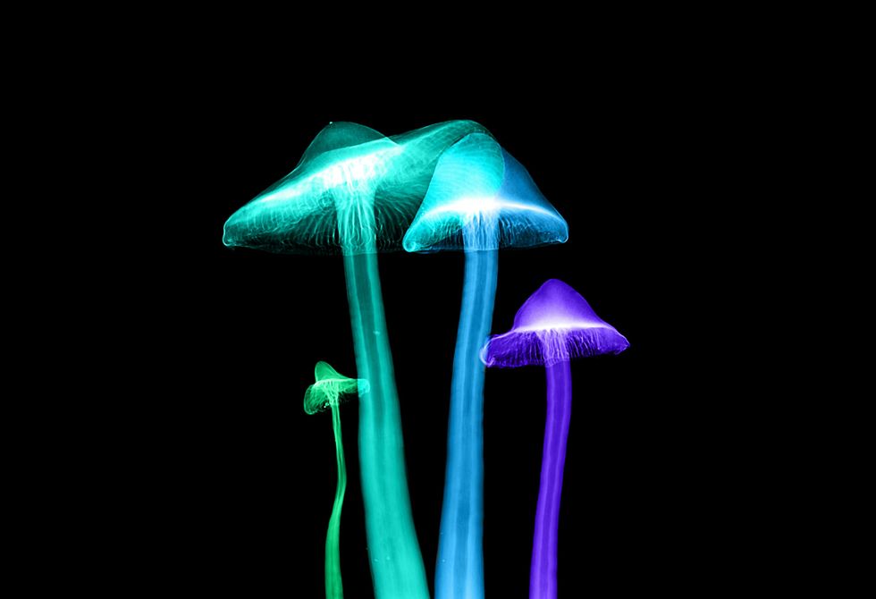 Introduction to Psychoactive Mushrooms: The Aztec God Strain - The Bluntness