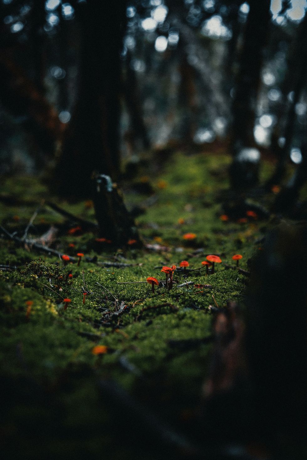 Introduction to Psychoactive Mushrooms: The Aztec God Strain - The Bluntness