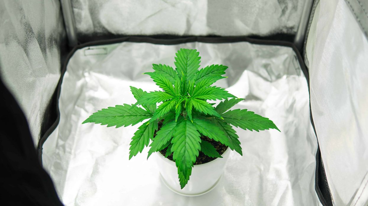 Is a weed growing kit worth if you want to cultivate your own cannabis?