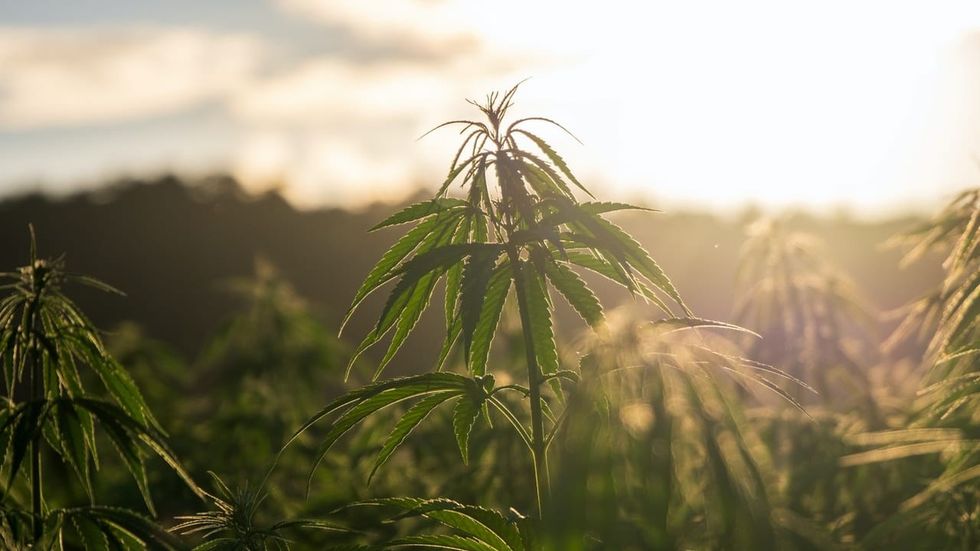 Is hemp our most underrated resource?