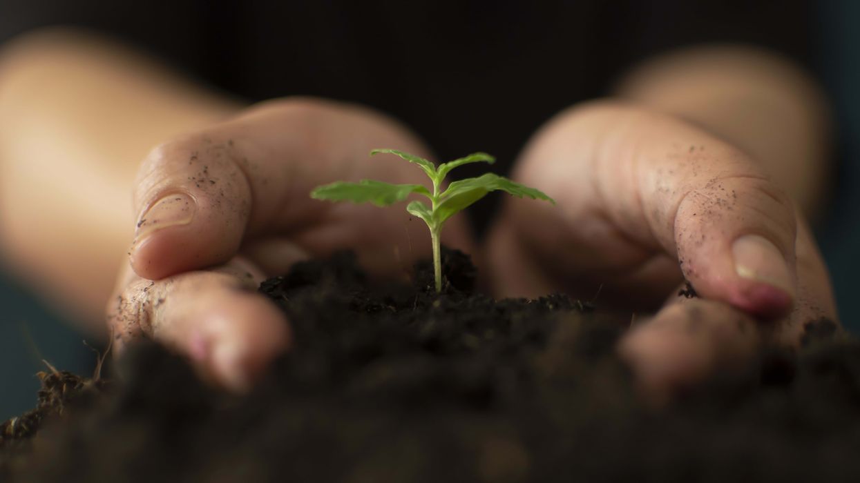 Is living soil cultivation the pathway to an eco-sustainable cannabis industry?