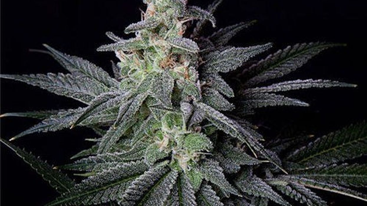 Jack Herer: The Legendary Daytime Strain