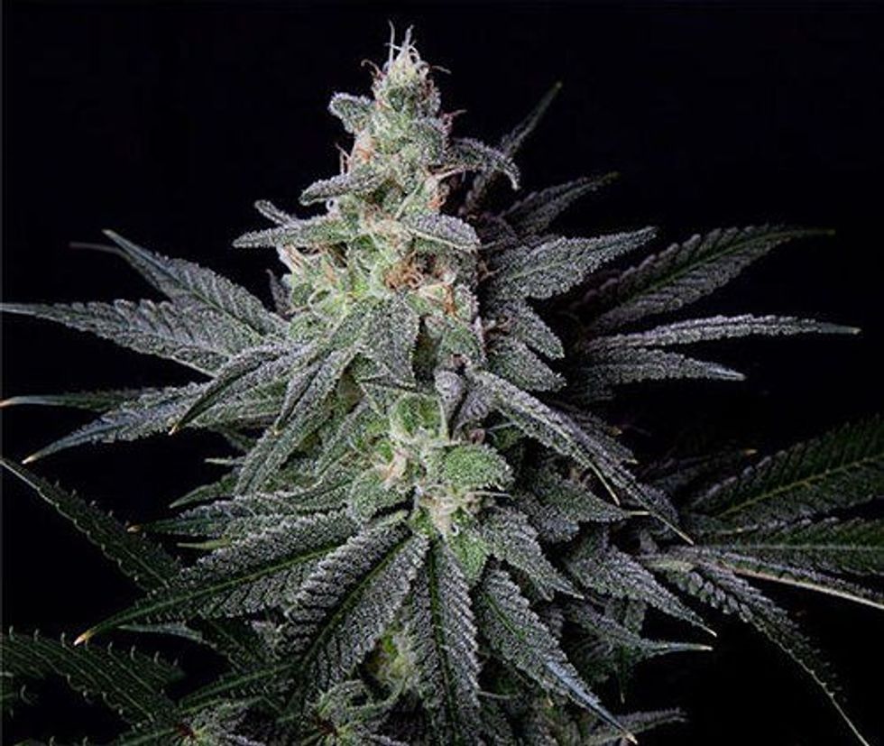 Jack Herer: The Legendary Daytime Strain