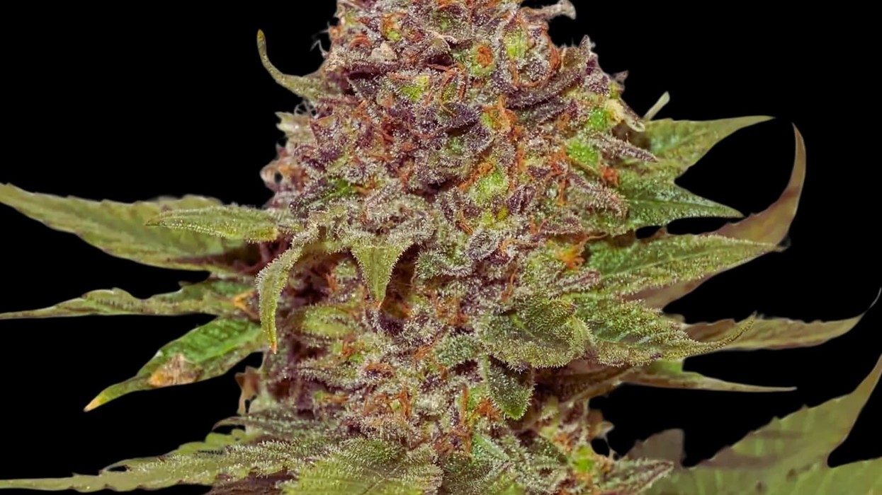 macro image of cannabis plant - strawberry cough strain