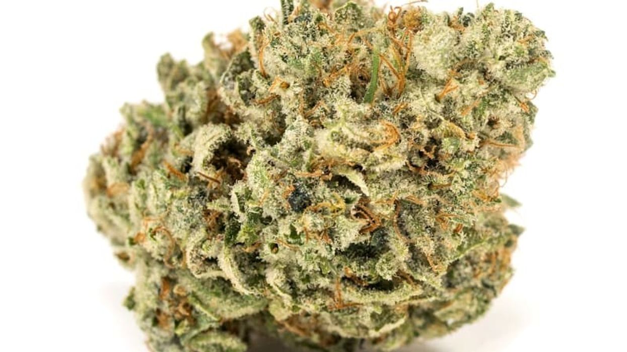 macro image of cured cannabis, gorilla glue strain close-up.