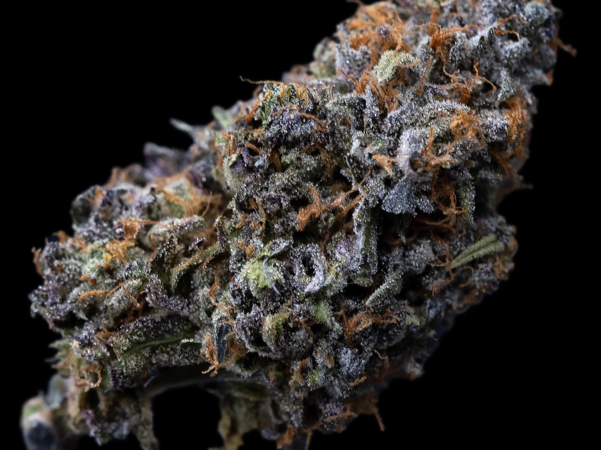 Gush Mints Strain Review: Relaxation & Flavor - The Bluntness Gush Mints Strain Review: Relaxation & Flavor - The Bluntness
