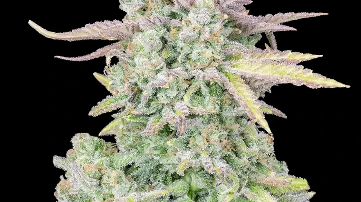 macro image of trainwreck cannabis strain