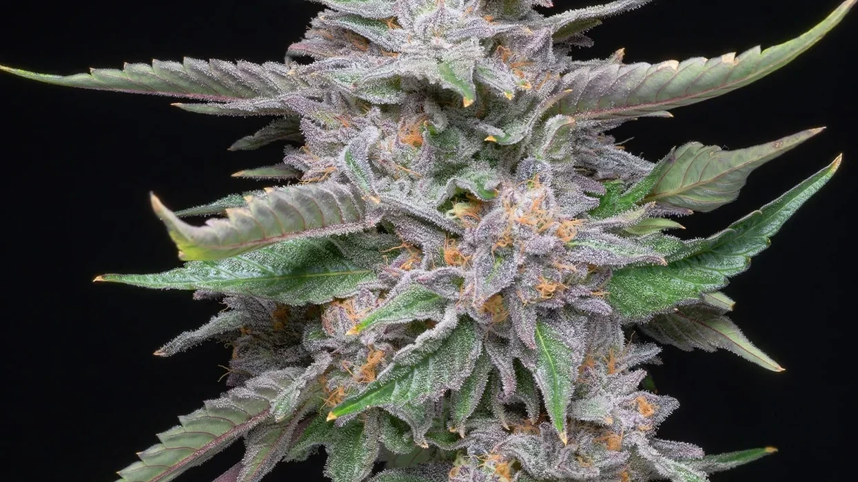 macro photograph of cannabis strain known as Lemon Cherry Gelato