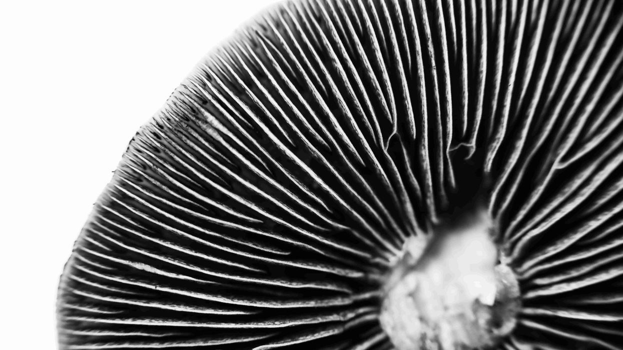 Magic mushroom spores are actually legal in most places.