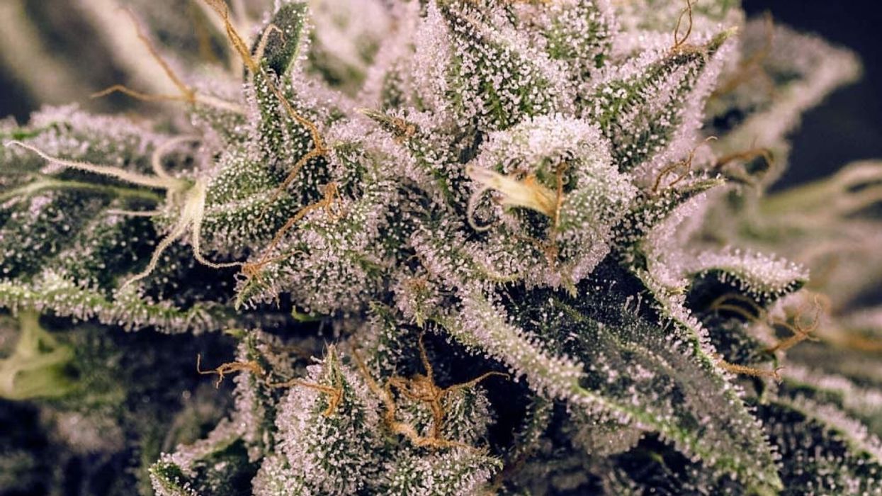 Northern Lights Strain Review - The Bluntness