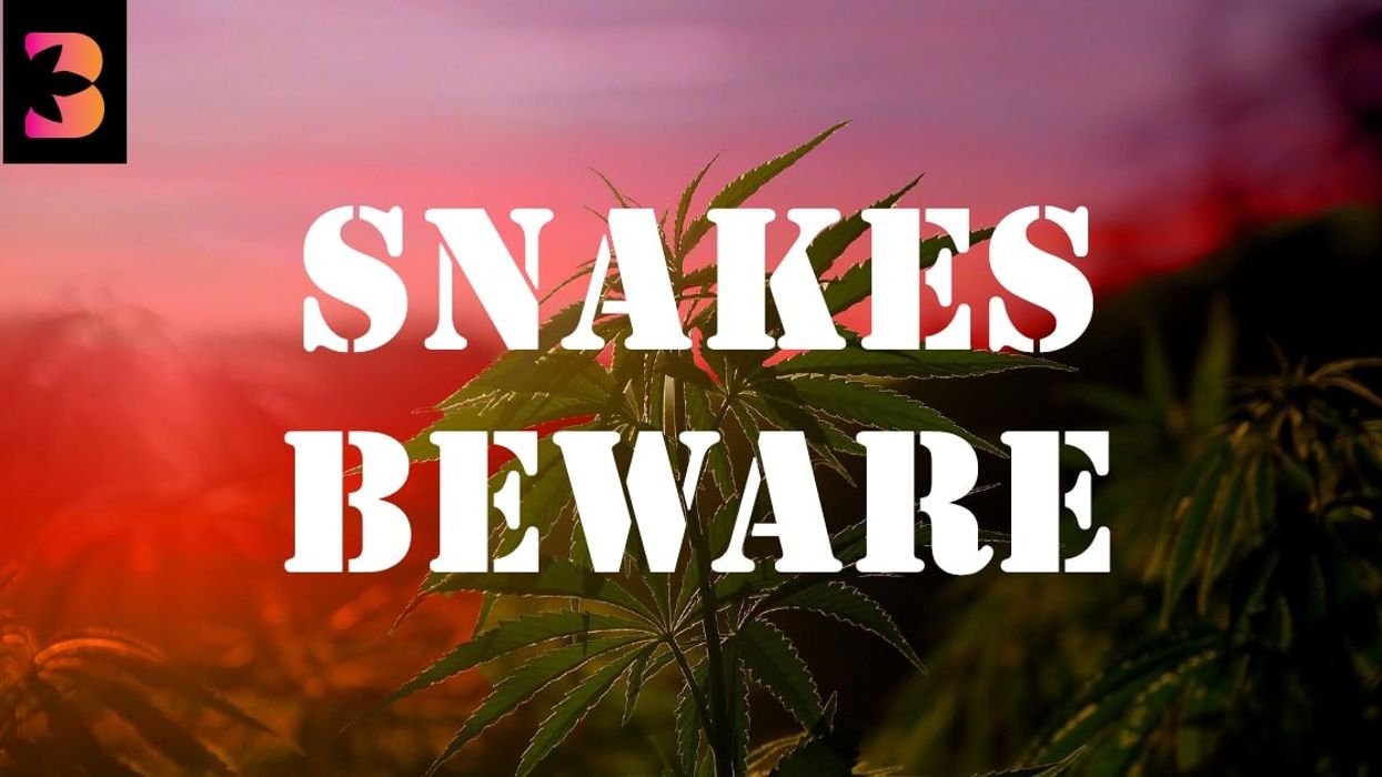 Nothing in cannabis is what it seems, and the snakes are ruining the industry.