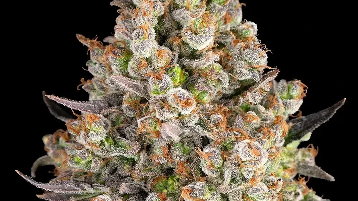 OG Kush: The West Coast Legend