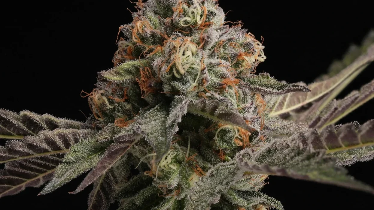 pre-harvest close up photo of Cheetah Piss cannabis strain