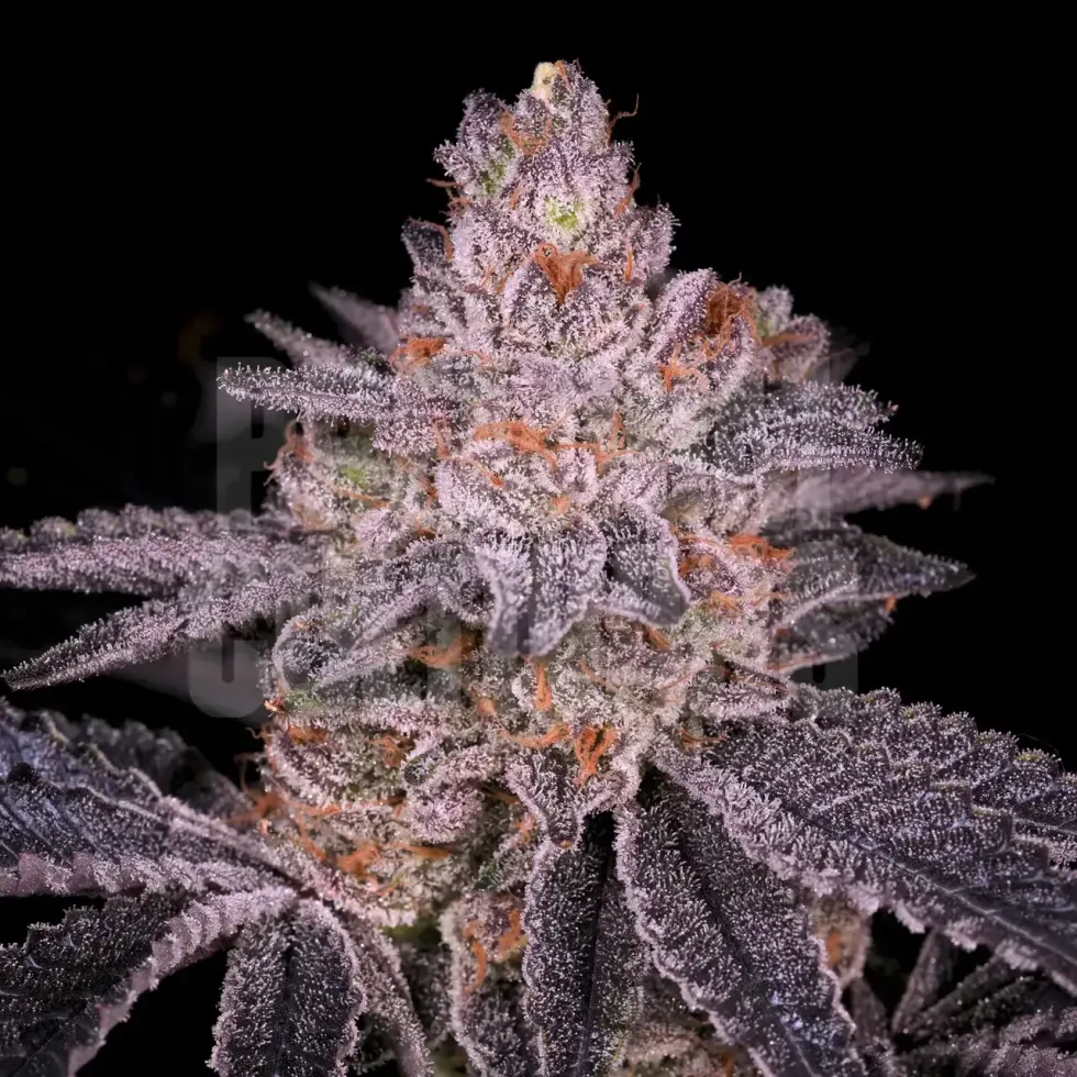 Slurricane, an indica-dominant hybrid is a popular choice among seasoned cannabis enthusiasts.