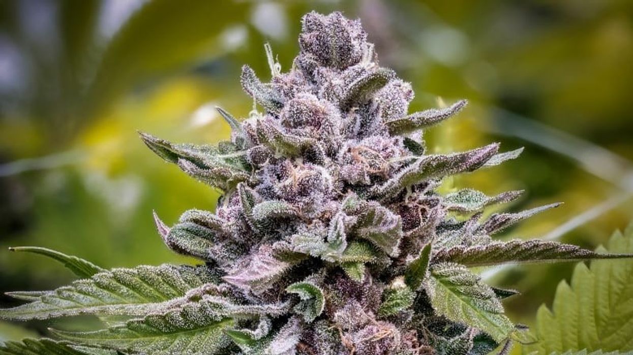 Slurricane Strain: A Potent and Tasty Indica-Dominant Hybrid