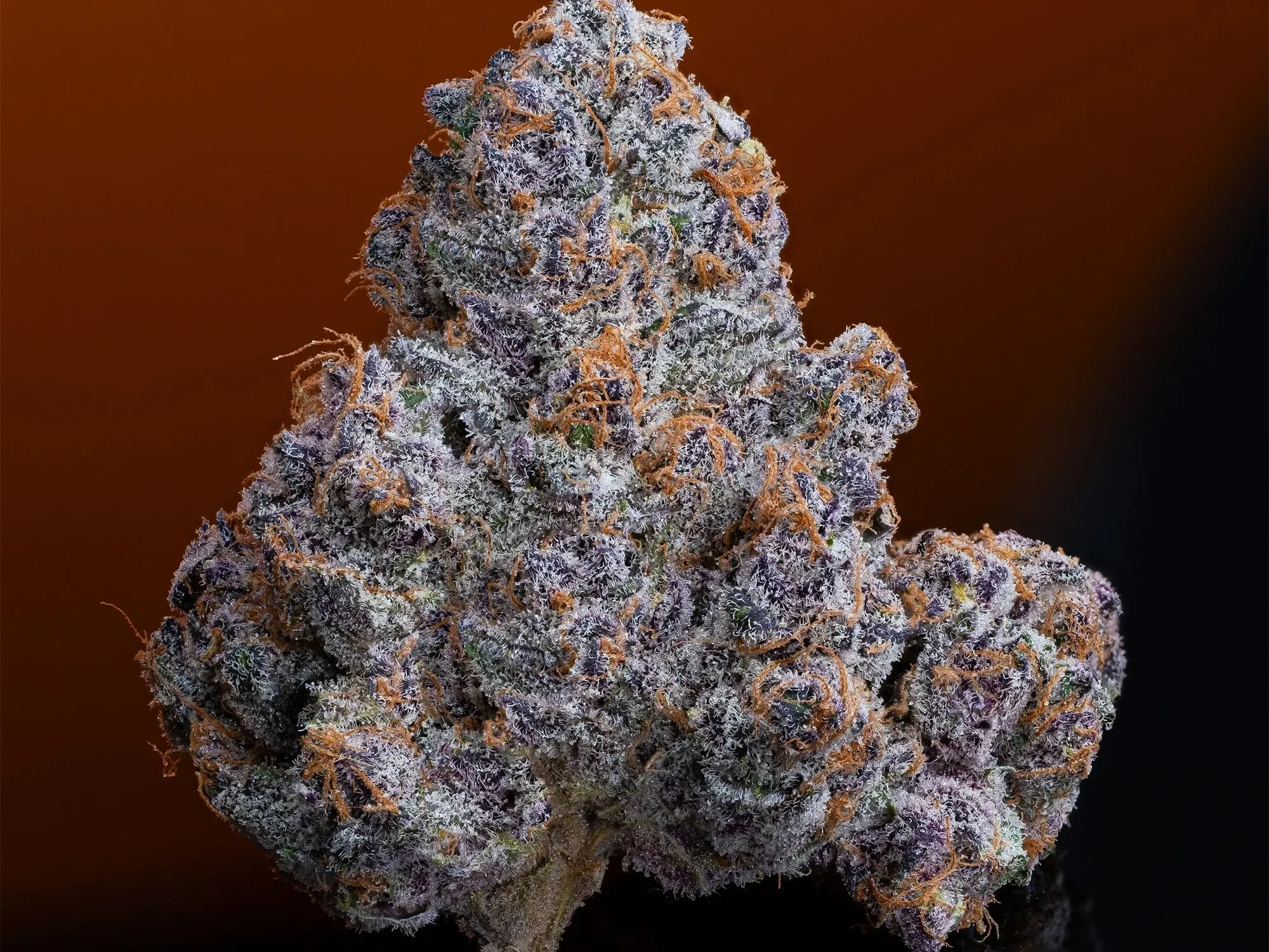 Super Boof Strain: The Truth Behind Leafly's 2024 Winner - The Bluntness