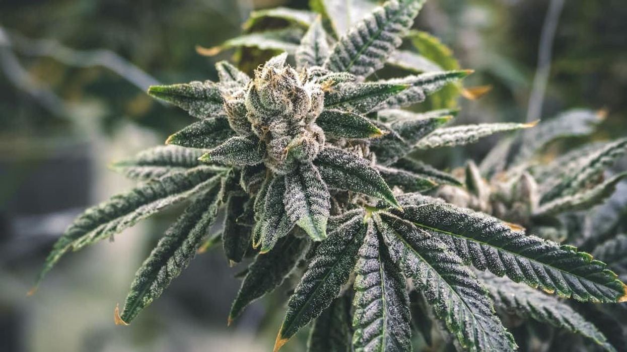 THCP is described as '30 times' more potent than THC.