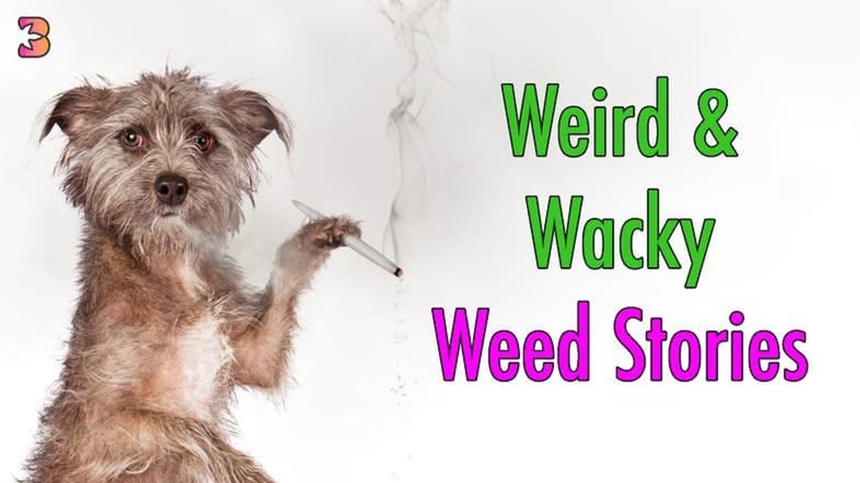 The Bluntness loves to keep an ee on all things cannabis - and to be blunt, some of them are downright strange