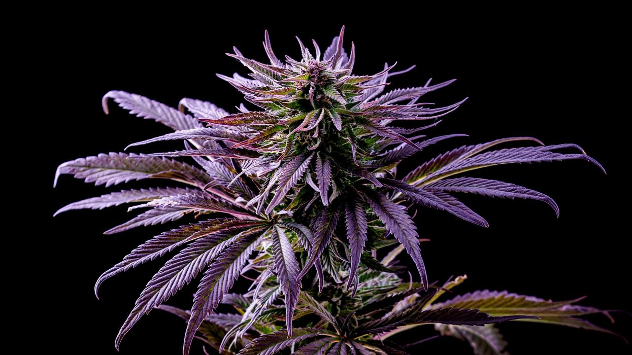 The Epic Mag Landrace Cannabis from Iran - The Bluntness
