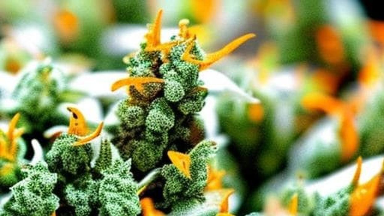 The Fire OG strain is popular but not recommended for cannabis newbies.