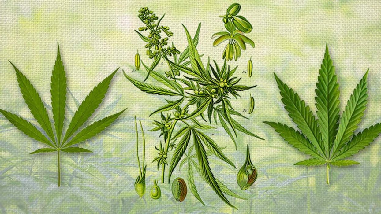 The Great Indica vs. Sativa Debate