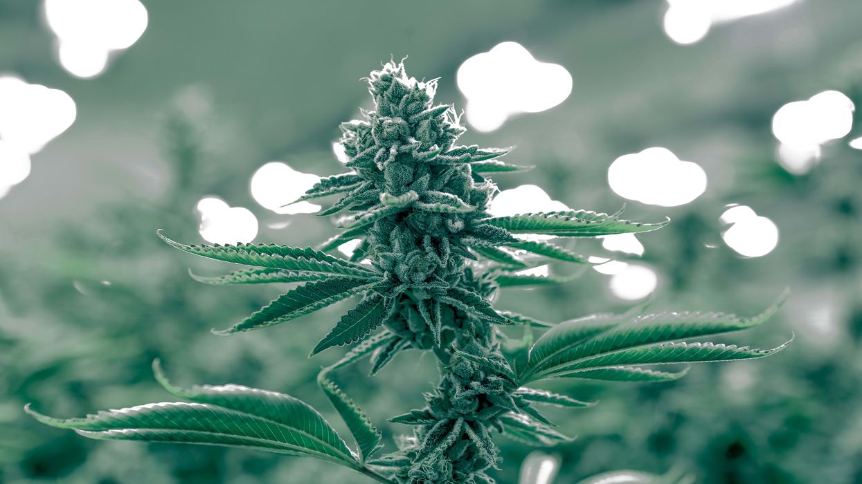 The "Green Wave" May Be on Hold for These Three States