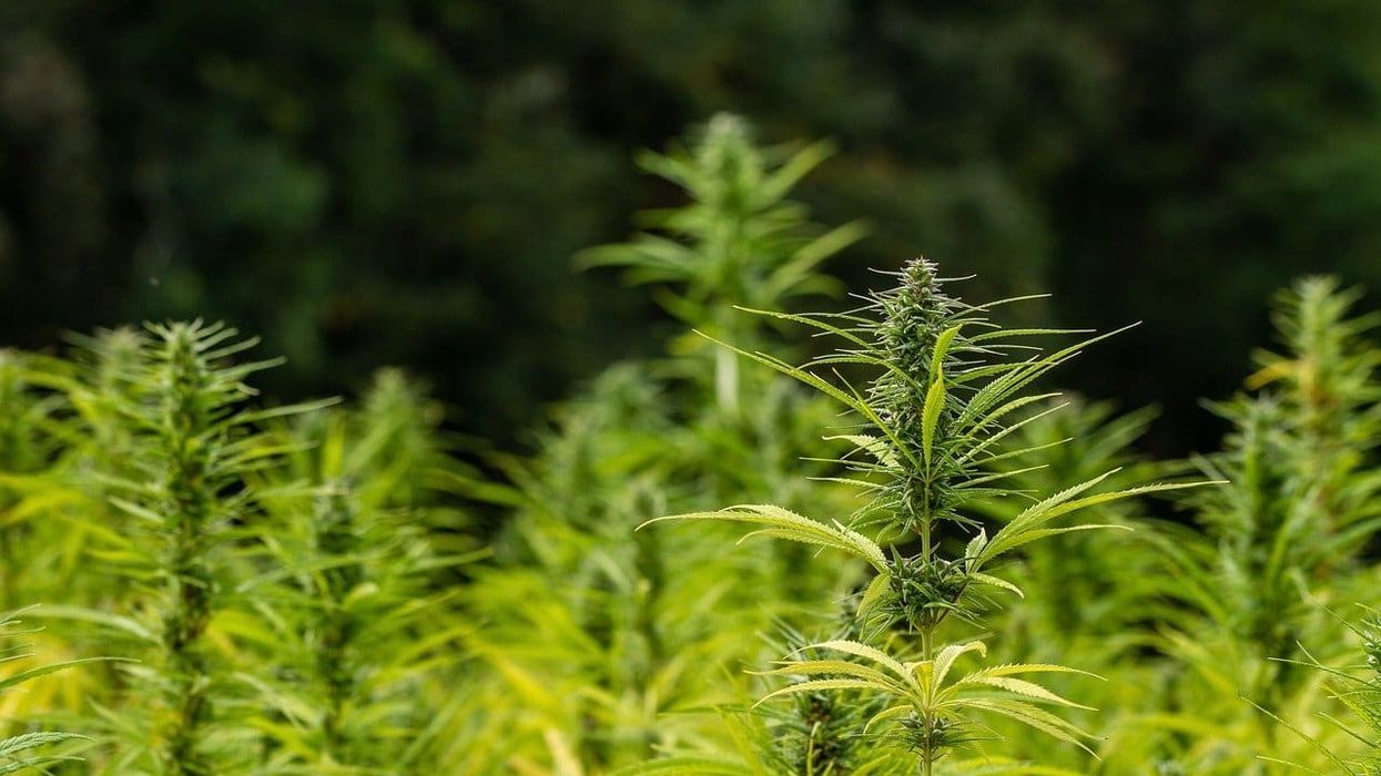 The new legislation will allow New York hemp farmers to grow cannabis.