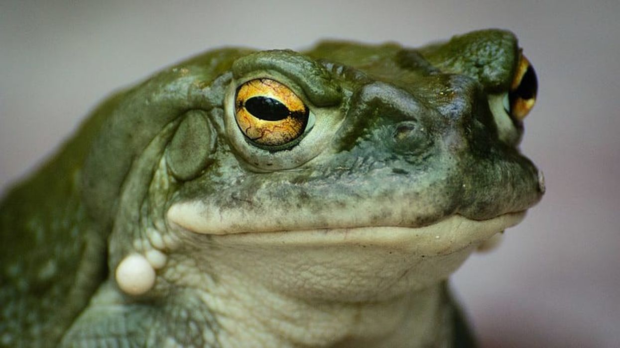 These glands on the side of the toad's neck are full of a psychedelic chemical called 5-MeO-DMT.