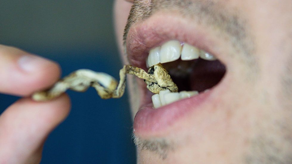 These mushrooms taste gross, but there are ways around that.