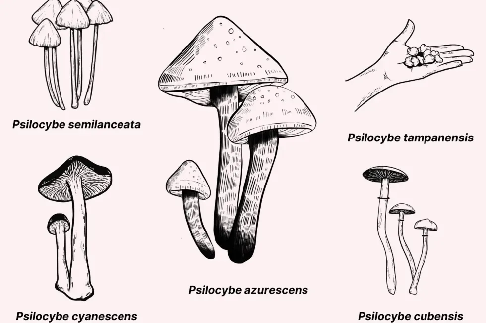 This is the most common species of magic mushrooms and the source of all magic mushroom “strains.”