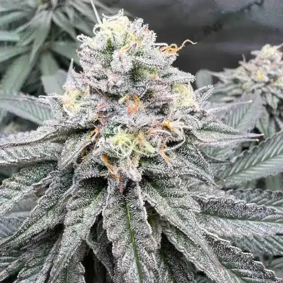 trichome covered cannabis plant, close up, cereal milk strain