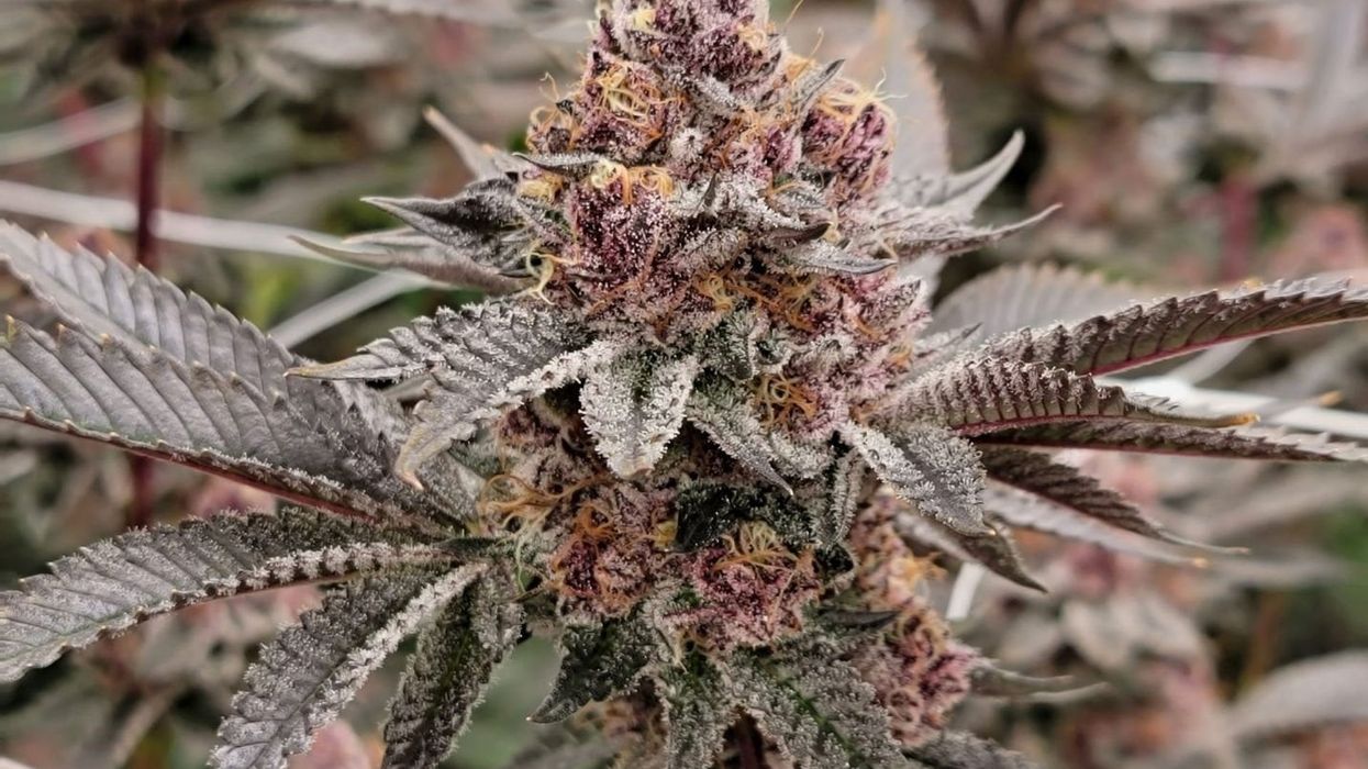 Trop Cherry Strain: A Tropical Hybrid Review - The Bluntness