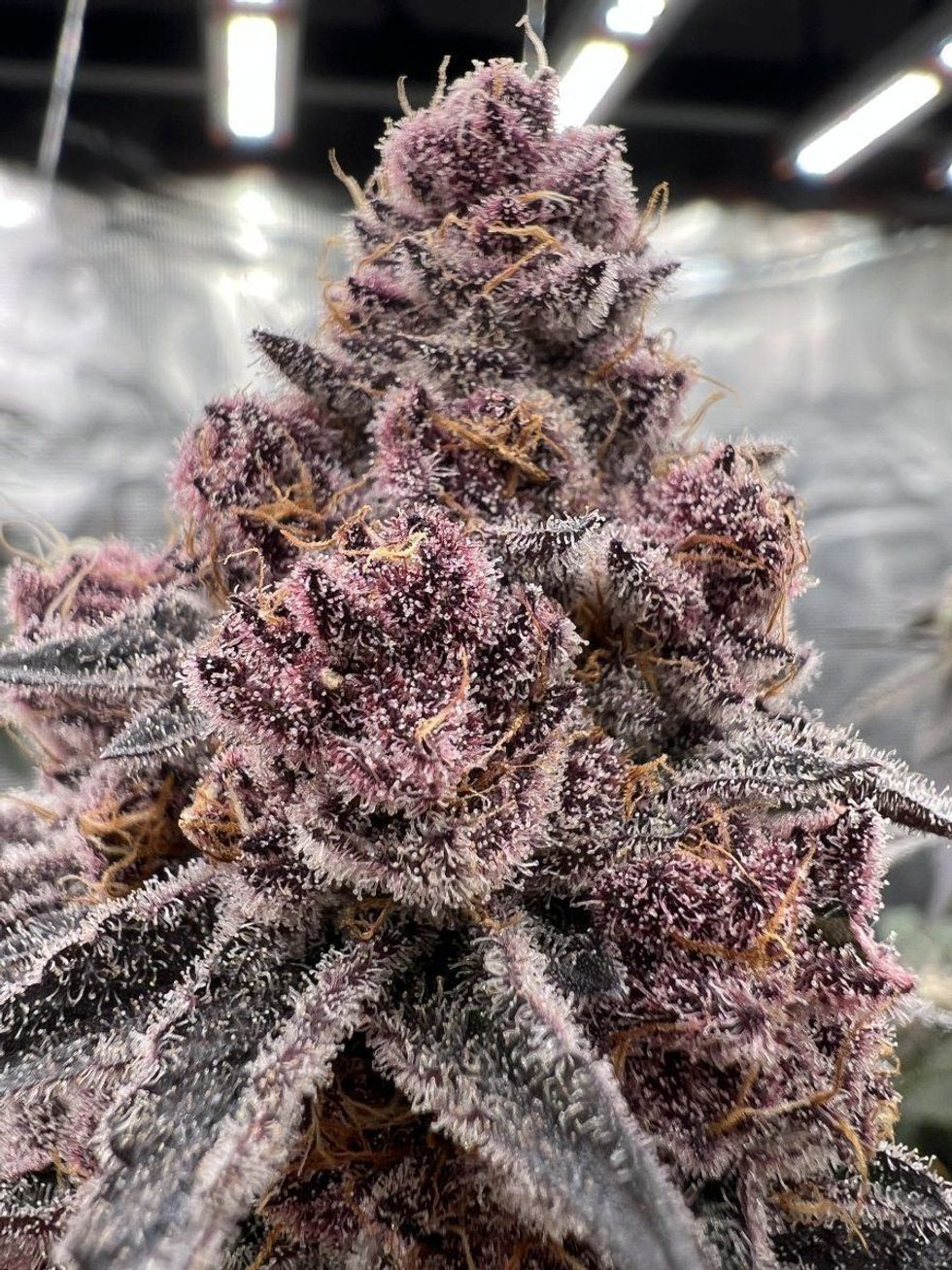 Trop Cherry Strain: A Tropical Hybrid Review - The Bluntness