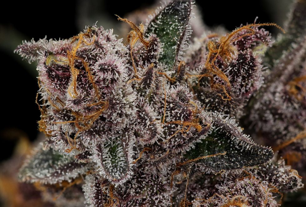 Trop Cherry Strain: A Tropical Hybrid Review - The Bluntness