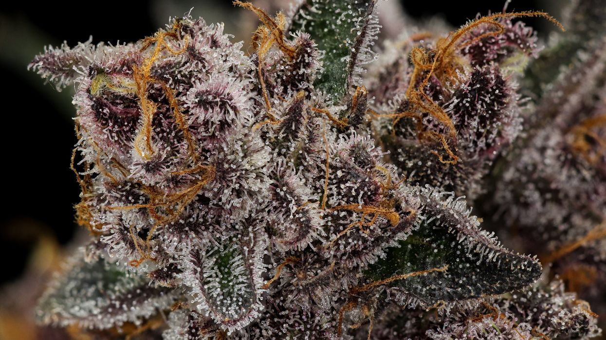 Trop Cherry Strain Review - The Bluntness