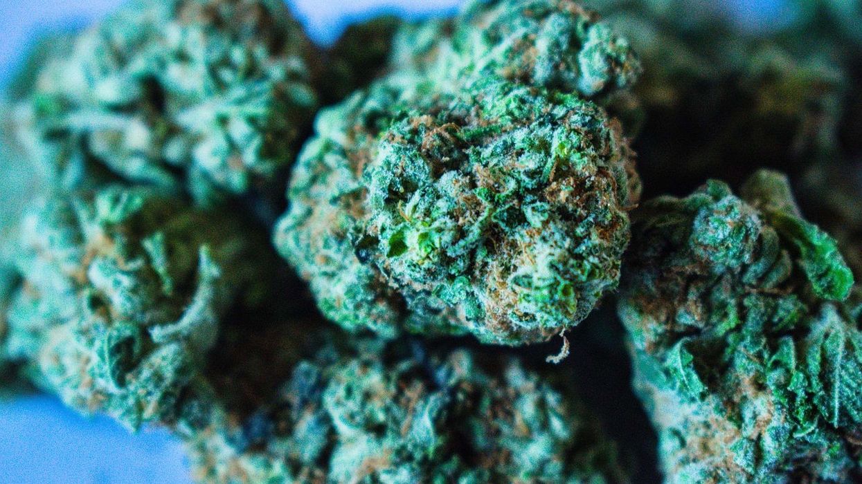 What is the Blue Cheese Strain? - The Bluntness