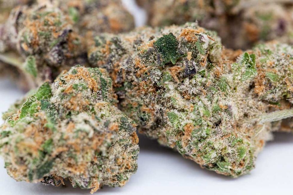 What's Unique about the Girl Scout Cookie Weed (GSC) Strain? - The Bluntness