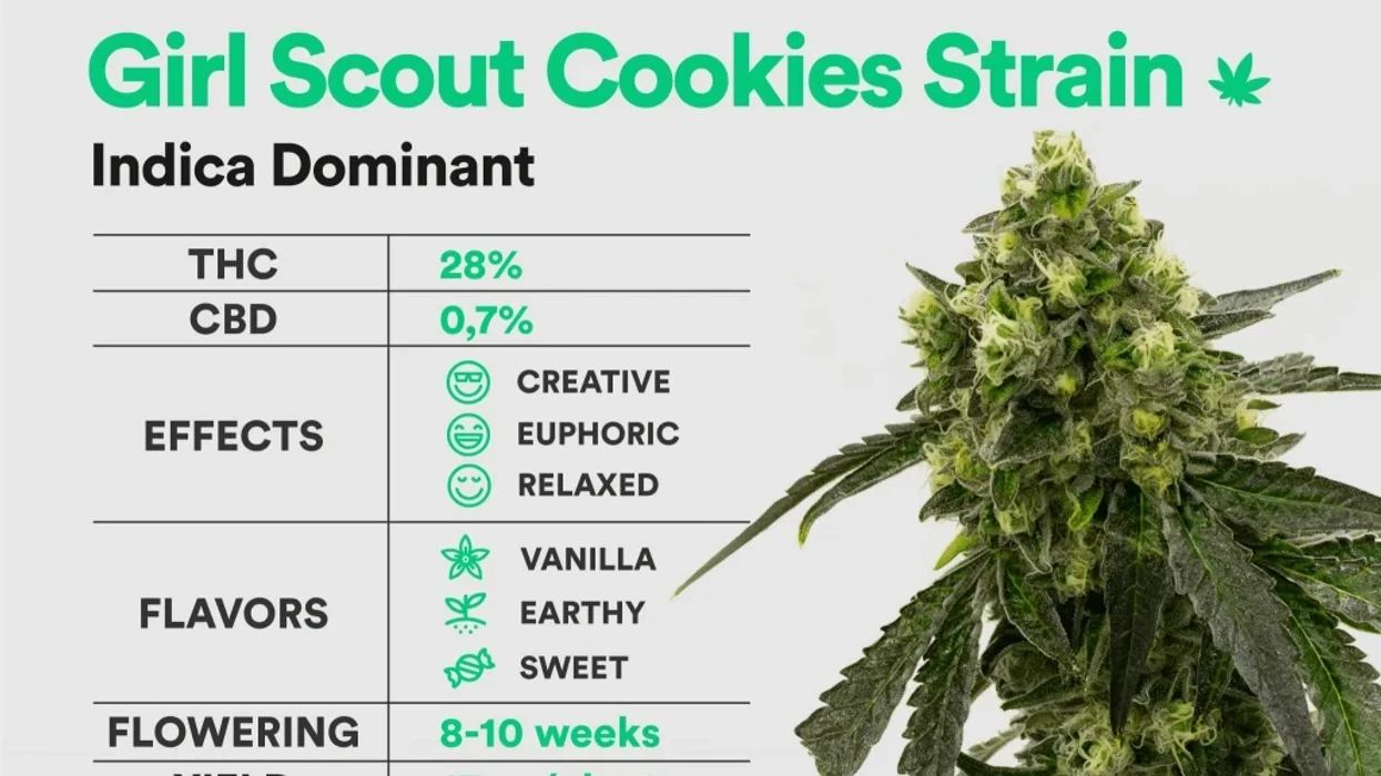 What's Unique about the Girl Scout Cookie Weed (GSC) Strain? - The Bluntness