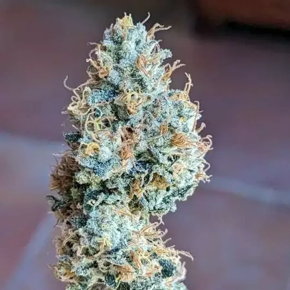 What's Unique about the Girl Scout Cookie Weed (GSC) Strain? - The Bluntness