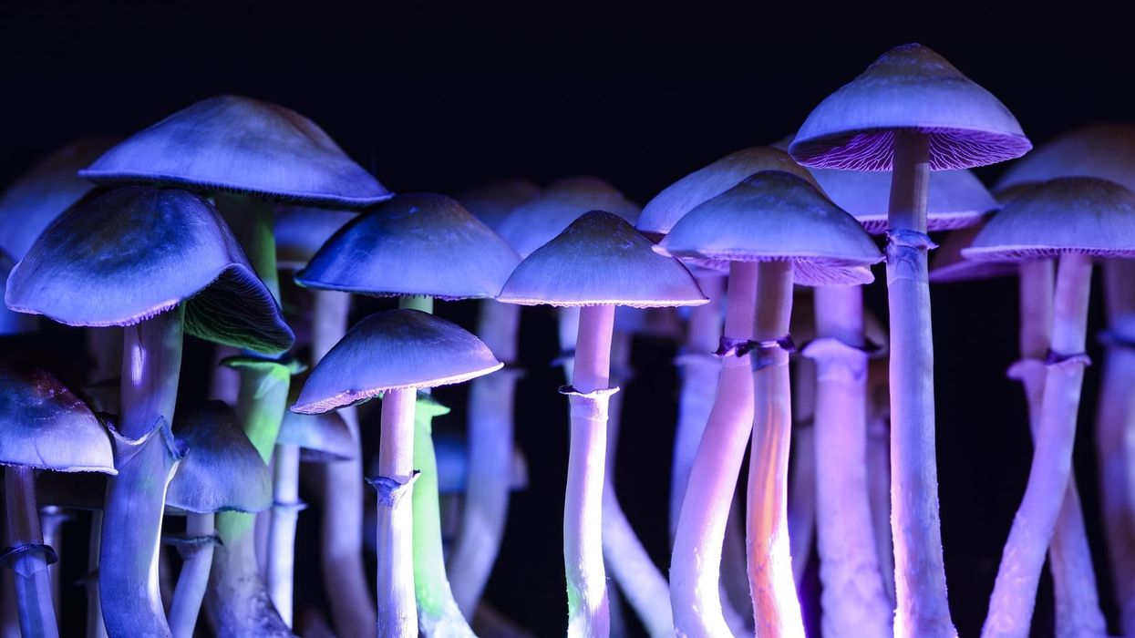 What would happen if everybody had access to psilocybin therapy?