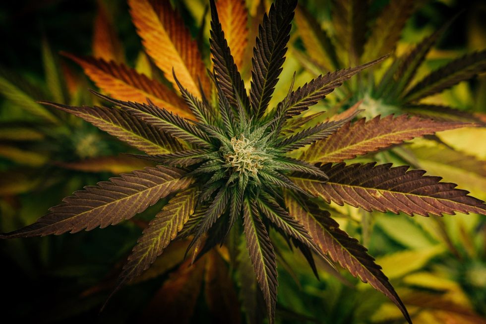 While terpenes are quite common throughout nature, cannabis is the only plant to produce so many different terpene combinations.