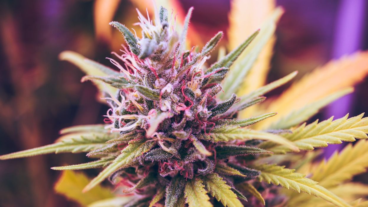 While the cannabis plant is by no means a panacea, it does offer many benefits that most people don't realize.