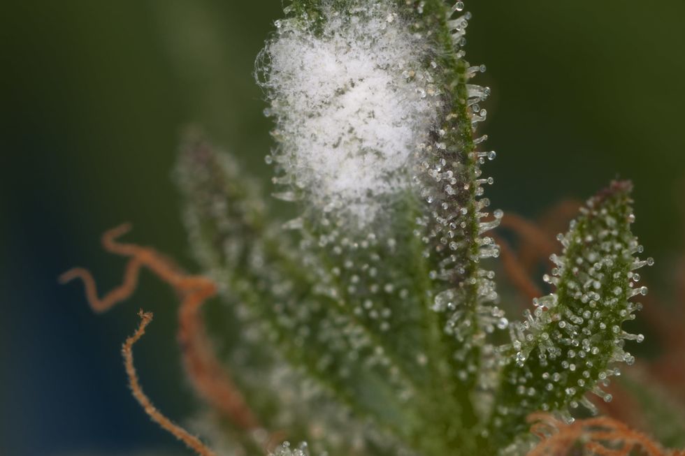 white mold on cannabis