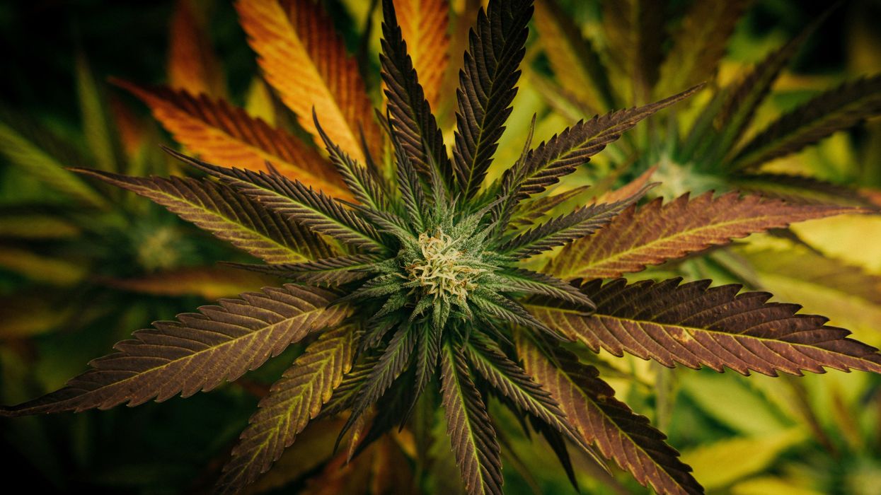Why Cannabinoids Matter: Exploring The Third And Final Piece Of The Entourage Effect