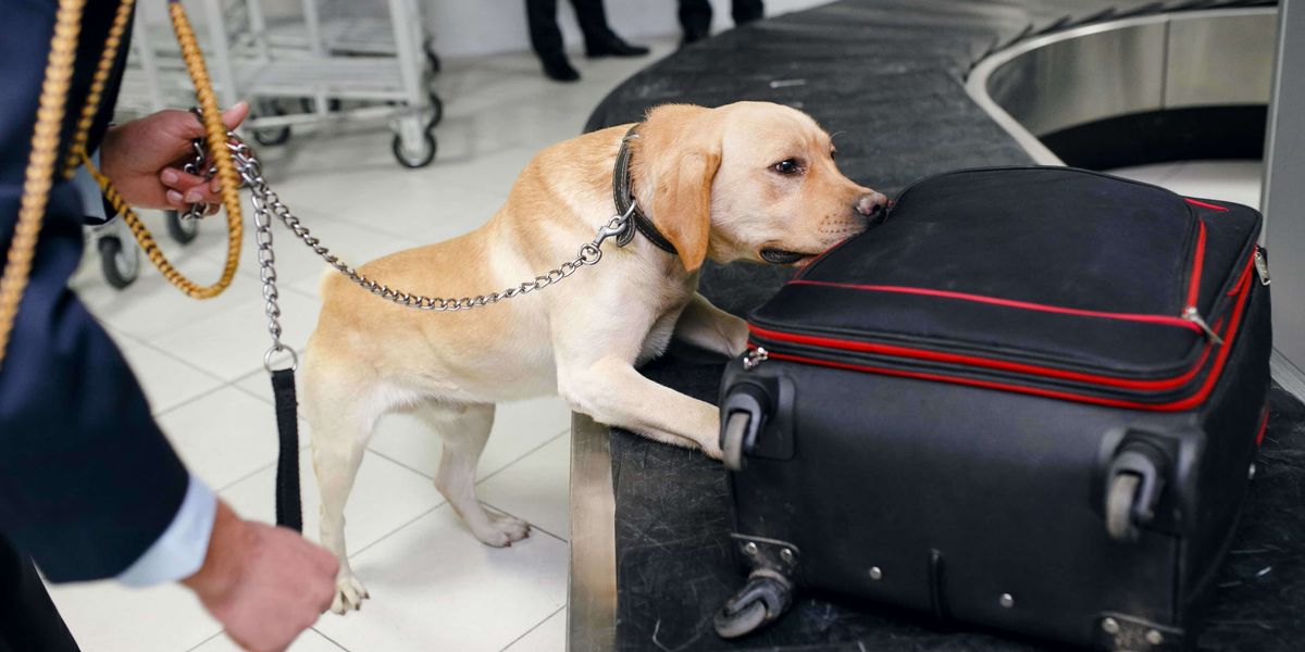 Can Drug-Sniffing Dogs Detect Edibles?