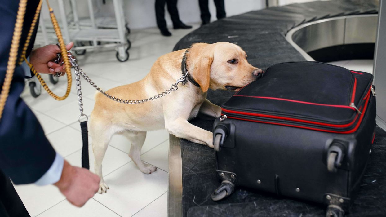 Can Drug-Sniffing Dogs Detect Edibles? - The Bluntness Can Drug-Sniffing Dogs Detect Edibles? - The Bluntness