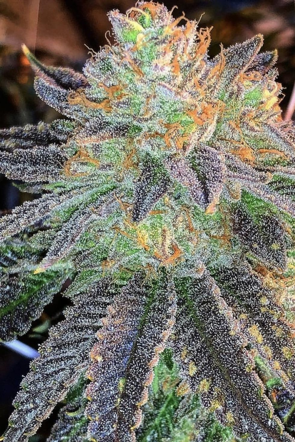 Zkittlez Strain Review - The Bluntness